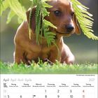 April 2027 Kalenderseite. Ein Welpe schaut aufmerksam unter Farnblättern hervor, umgeben von grünem Gras.