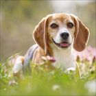 Ein fröhlicher Beagle sitzt im Gras, umgeben von unscharfen Blumen im Hintergrund.