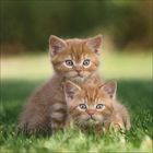 Zwei rote Kätzchen sitzen im grünen Gras, schauen aufmerksam mit großen, neugierigen Augen und weichem Fell in die Kamera.