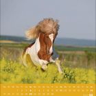 Kalender für April 2027. Ein braun-weißes Pferd galoppiert durch ein gelbes Blumenfeld unter blauem Himmel.
