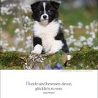 Kalender: 20. März - 27. März. Zitat von James Thurber: „Hunde sind besessen davon, glücklich zu sein.“ Hundewelpe im Grünen.