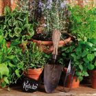 Ein Stein mit "Kräuter" darauf, umgeben von Tontöpfen mit verschiedenen Kräutern und zwei Gartengeräten.