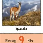Guanako; Dienstag, 9. März. Ein Guanako steht auf einer grasbewachsenen Hügelkuppe mit Bergen im Hintergrund.