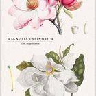 Text: "MAGNOLIA CYLINDRICA Fam. Magnoliaceae". Eine Illustration von rosa und weißen Magnolienblüten, darunter ein Kalender für April.
