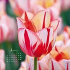 "April" und Kalendertage in der Ecke. Eine Tulpe mit roten und weißen Streifen im Vordergrund, verschwommene Tulpen im Hintergrund.