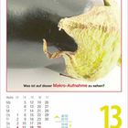 "Was ist auf dieser Makro-Aufnahme zu sehen?" Kalender zeigt 13. April. Nahaufnahme einer Aubergine.
