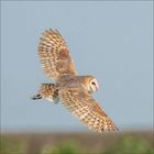 Ein wildlebender Schleierkauz fliegt mit ausgebreiteten Flügeln vor einem blauen Himmel.