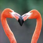 Zwei Flamingos mit gebogenen Hälsen bilden ein Herz.