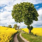 Kein Text vorhanden. Ein baumbestandener Feldweg teilt gelbe Rapsfelder unter blauem Himmel mit Wolken.