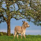 Kein Text. Ein Esel steht in einer Wiese mit gelben und violetten Blumen. Die Szene wirkt friedlich und bunt.
