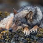 Zwei weiße Wölfe stehen auf einem grasbewachsenen Feld, umgeben von grünem Laub. Ihre Blicke sind aufmerksam.