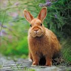 Ein braunes Kaninchen sitzt auf einem steinigen Weg, umgeben von grünen Pflanzen und lila Blüten.