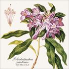 "Rhododendron ponticum, Fam. Ericaceae." Eine botanische Illustration mit violetten Blüten und grünen Blättern.