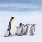 Ein Kaiserpinguin steht neben sieben Küken in einer verschneiten Landschaft unter einem graublauen Himmel.