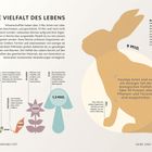 "Die Vielfalt des Lebens", detaillierte Beschreibung der Lebewesen, Illustration eines Hasen, Zahlen von Bakterien zu Tieren.