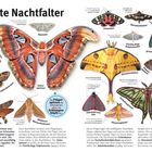 "Elegante Nachtfalter" oben links. Verschiedene farbenfrohe Nachtfalterarten mit Beschreibungen, wie Atlasspinner und Schönbär.