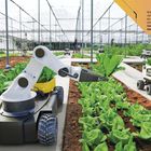 Intelligente Landwirtschaft: Roboter pflücken Salat in einem Gewächshaus; fahrerloses Fahrzeug transportiert.