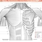 "THORAX 1", Beschreibung der Brustwandmuskulatur, zeigt eine anatomische Zeichnung der Muskeln im Brustbereich, Vorderansicht.