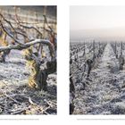 Links: "Alte Rebe, zum Royat-Kordon geschnitten, mit deutlich sichtbaren Bearbeitungsspuren am Boden." 

Rechts: "Zwischen Verzy und Verzenay, an der Montagne de Reims, befinden sich die Weinberge in voller Winterruhe und sind von Raureif bedeckt."