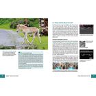 5.3 Filmen mit dem Movie-Servo-AF. AI Focus AF entscheiden lassen. Bild eines Fohlens im Grünen.