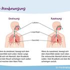 Oben steht "Meine Atembewegung". Links die Beschreibung der Einatmung, rechts die der Ausatmung, mit anatomischen Illustrationen.