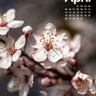 Oben rechts "April", darunter Kalendertage. Blühende weiße Kirschblüten mit rosa Akzenten im Hintergrund.