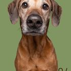 Kalenderdaten und „Jasira - Rhodesian Ridgeback“. Ein großer Hund mit braunem Fell schaut direkt. Hintergrund in Olivgrün.