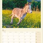 Oben steht "Foto © Jean-Louis Klein & Marie-Luce Hubert". Darunter: Ein Esel spielt in einer Wiese voller gelber Blumen.