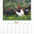 Kalenderseite für April. Bild von Hühnern im Gras, umgeben von blühenden Bäumen. Ein Hahn und eine weiße Henne sind sichtbar.