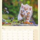 Kalenderblatt für April 2027. Niedliches Kätzchen geht auf moosigem Untergrund, umgeben von unscharfen Blumen und Blättern.