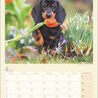 "4 2027" und "Kurzhaardackelwelpe." Ein Welpe hält eine orangefarbene Tulpe im Maul, umgeben von Blumen.