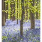 April 2027 Kalender, Waldszene mit grünem Laub und violetten Blumen auf dem Waldboden.