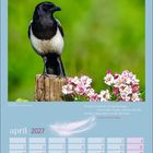 Zitat von George Bernard Shaw über Verantwortung. Eine Elster sitzt auf einem Holzstumpf neben rosa Blüten. Kalendermonat April 2027.