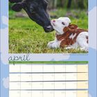 Ein Kalenderblatt für April. Bild: Eine schwarze Kuh berührt sanft ein liegendes braun-weißes Kalb auf einer grünen Wiese.