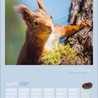 "Ein Vergnügen erwarten ist auch ein Vergnügen." - Gotthold Ephraim Lessing. April 2027 Kalender mit Eichhörnchen.