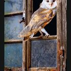 April, Foto einer Schleiereule (Tyto alba) in einem alten Fensterrahmen mit blühendem Zweig, Kalenderdarstellung.