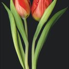 APRIL. Zwei rote Tulpen mit grünen Stängeln und Blättern auf schwarzem Hintergrund.