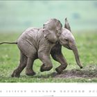 Der Text „Afrikanischer Elefant (Loxodonta africana)“ beschreibt ein laufendes Elefantenkalb auf einer grünen Wiese.