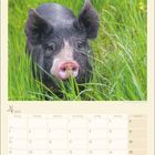 Kalender für April 2027 mit Wochentagen und Daten. Oben ein schwein in grünem Gras.