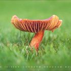 4, 1 bis 30, Kalender mit einem großen, orangefarbenen Pilz im Gras.