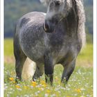 April 2027 Kalenderblatt. Ein prächtiges Pferd steht auf einer Blumenwiese.