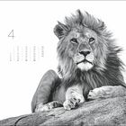 Nummer 4 und ein Monatskalender. Ein majestätischer Löwe ruht auf einem Felsen. Schlichtes, monochromes Design.