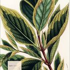 April 2027 Kalenderblatt. Illustration von großen, grünen Blättern mit feinen Details und rötlichen Stielen.