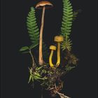 Nummer "4" und Zahlen von 1 bis 30. Illustration von Pilzen und Farnen auf schwarzem Hintergrund.