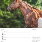 Juni. Zwillinge. Montag, 7. Quarterhorse. Ein Pferd und ein Fohlen im Profil vor grüner Natur. Ein Zitat von Arthur Schopenhauer.