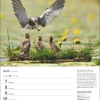 Juni-Kalenderseite mit Trauerseeschwalbe, die drei Küken auf einer grasbewachsenen Insel füttert.
