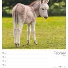 Februar Kalender: Ein junger Esel steht auf einer grünen, blühenden Wiese.