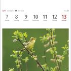 Kalenderwoche im Juni: 7.-13., mit einem Gelbspötter auf Zweigen im Grünen.