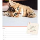 Zitat von Anatole France: „Bis man ein Tier geliebt hat, bleibt ein Teil der Seele unerweckt.“ Kalenderdaten für Juni. Ein flauschiges Kätzchen liegt entspannt.