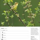 Ein Kalenderblatt für Juni zeigt einen Gelbspötter auf einem Zweig. Text beschreibt den Vogel und seine Merkmale.